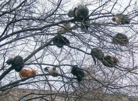 Popular Cat Tree
